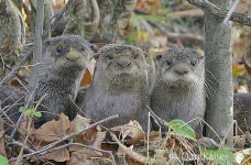 image of otter