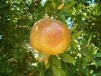 image of pomegranate #5