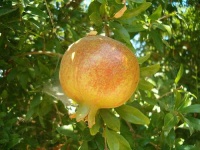image of pomegranate