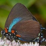 image of animal