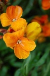 image of flower