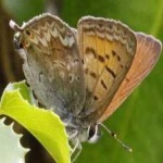 image of animal