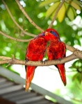image of lory