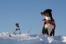 image of appenzeller