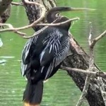image of bird