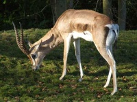 image of gazelle