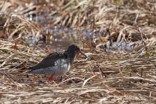 image of redshank