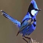 image of bird