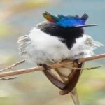image of bird