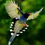 image of bird