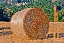 image of hay