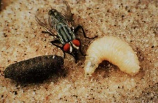 image of fly