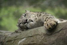 image of snow_leopard