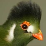 image of bird