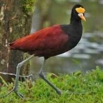 image of bird
