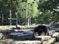 image of sloth_bear #28