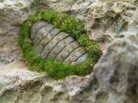 image of chiton