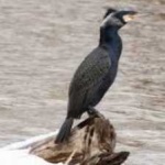 image of bird