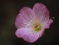 image of flower