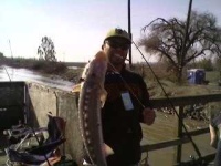 image of sturgeon