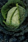 image of damage_to_cabbage_leaves