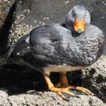 image of bird