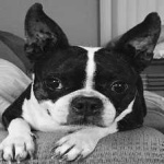 image of animal