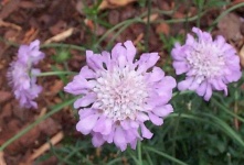 image of flower