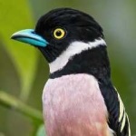 image of bird