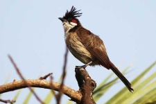 image of bulbul