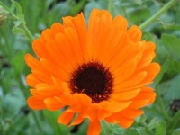 image of flower