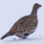 image of bird