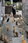 image of feral_cats