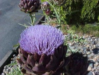 image of artichoke_flower