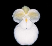 image of hard_leaved_pocket_orchid #24
