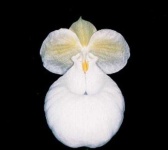image of flower