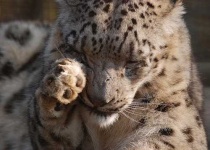 image of snow_leopard