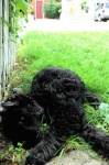 image of bouvier_des_flandres