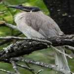 image of bird