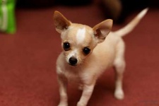 image of animal