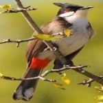 image of bird