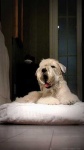 image of wheaten_terrier #17