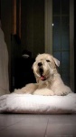 image of animal