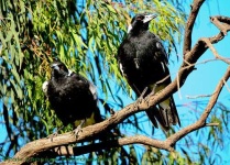 image of magpie