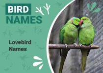 image of lovebird