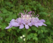 image of flower