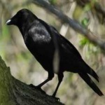image of bird
