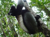 image of indri