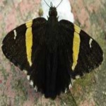 image of banded_butterfly #110