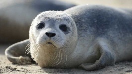 image of animal